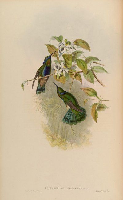 Petasophora coruscans = Colibri coruscans de John Gould